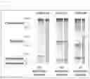 Fig. 03 - ANTIBACTERIAL COMPOSITION AGAINST DRUG-RESISTANT BACTERIA OR PRO-INFLAMMATORY BACTERIA