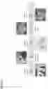 Fig. 05 - PROBIOTIC COMPOSITIONS COMPRISING LACTOBACILLUS REUTERI STRAINS AND METHODS OF USE