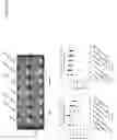 Fig. 06 - PROBIOTIC COMPOSITIONS COMPRISING LACTOBACILLUS REUTERI STRAINS AND METHODS OF USE