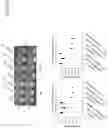 Fig. 07 - PROBIOTIC COMPOSITIONS COMPRISING LACTOBACILLUS REUTERI STRAINS AND METHODS OF USE