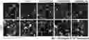 Fig. 01 - Composition for preventing, alleviating or treating neurodegenerative diseases, comprising 