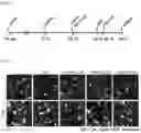 Fig. 02 - Composition for preventing, alleviating or treating neurodegenerative diseases, comprising 