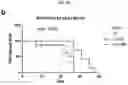 Fig. 07 - Platform Oncolytic Vector for Systemic Delivery