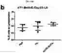 Fig. 15 - Platform Oncolytic Vector for Systemic Delivery