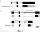 Fig. 08 - Antimicrobial peptides