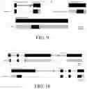 Fig. 10 - Antimicrobial peptides