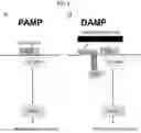 Fig. 05 - Methods of use of soluble CD24 for treating lupus nephritis