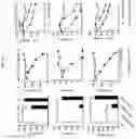 Fig. 16 - Methods of use of soluble CD24 for treating lupus nephritis