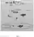 Fig. 08 - A METHOD OF IMMUNE MODULATION BY MODULATING ABCF1