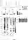 Fig. 09 - A METHOD OF IMMUNE MODULATION BY MODULATING ABCF1