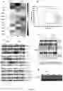 Fig. 18 - A METHOD OF IMMUNE MODULATION BY MODULATING ABCF1