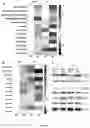 Fig. 19 - A METHOD OF IMMUNE MODULATION BY MODULATING ABCF1