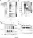 Fig. 23 - A METHOD OF IMMUNE MODULATION BY MODULATING ABCF1