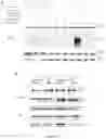 Fig. 25 - A METHOD OF IMMUNE MODULATION BY MODULATING ABCF1