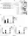 Fig. 27 - A METHOD OF IMMUNE MODULATION BY MODULATING ABCF1