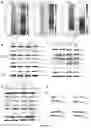 Fig. 28 - A METHOD OF IMMUNE MODULATION BY MODULATING ABCF1