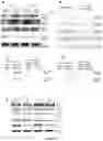 Fig. 30 - A METHOD OF IMMUNE MODULATION BY MODULATING ABCF1