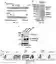 Fig. 02 - Compositions and Methods for Preventing the Interaction Between SARS-COV-2 and L-Sign
