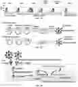 Fig. 07 - Compositions and Methods for Preventing the Interaction Between SARS-COV-2 and L-Sign