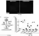 Fig. 12 - Compositions and Methods for Preventing the Interaction Between SARS-COV-2 and L-Sign
