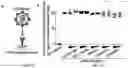 Fig. 15 - Compositions and Methods for Preventing the Interaction Between SARS-COV-2 and L-Sign