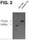 Fig. 03 - ALBUMIN-BOUND COMPOSITION INCLUDING LRRD2 OF SLIT3 PROTEIN FOR PREVENTION OR TREATMENT OF BONE-RELATED DISEASES