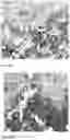 Fig. 18 - Method for preparing a bone protein preparation and a bone protein preparation