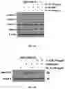 Fig. 11 - METHODS AND COMPOSITIONS FOR TREATMENT OF CANCER