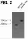 Fig. 03 - COMPOSITION COMPRISING ALBUMIN-COUPLED SLIT3 LRRD2 FOR PREVENTION OR TREATMENT OF MUSCLE DISEASE