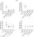 Fig. 14 - GLUCOCEREBROSIDASE POLYPEPTIDES