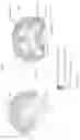Fig. 20 - GLUCOCEREBROSIDASE POLYPEPTIDES