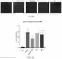 Fig. 05 - PAR2 MODULATION AND METHODS THEREOF