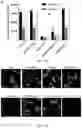 Fig. 18 - PAR2 MODULATION AND METHODS THEREOF
