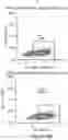 Fig. 17 - MESOTHELIN CARS AND USES THEREOF