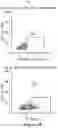 Fig. 20 - MESOTHELIN CARS AND USES THEREOF