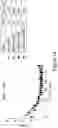 Fig. 43 - MESOTHELIN CARS AND USES THEREOF