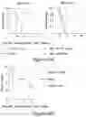 Fig. 53 - MESOTHELIN CARS AND USES THEREOF