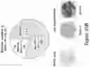 Fig. 62 - MESOTHELIN CARS AND USES THEREOF