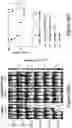Fig. 76 - MESOTHELIN CARS AND USES THEREOF