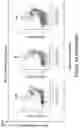 Fig. 89 - MESOTHELIN CARS AND USES THEREOF