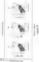 Fig. 90 - MESOTHELIN CARS AND USES THEREOF