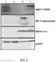Fig. 03 - CHIMERIC RSV AND HMPV F PROTEINS, IMMUNOGENIC COMPOSITIONS, AND METHODS OF USE