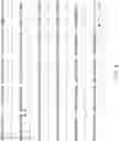 Fig. 06 - CHIMERIC RSV AND HMPV F PROTEINS, IMMUNOGENIC COMPOSITIONS, AND METHODS OF USE