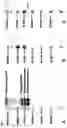 Fig. 06 - Paramyxovirus and uses thereof
