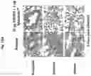 Fig. 23 - Corona virus vaccine formulations