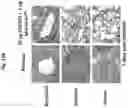 Fig. 24 - Corona virus vaccine formulations