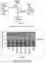 Fig. 05 - GRANULATED ANTHELMINTIC PREPARATIONS AND DELIVERY SYSTEMS