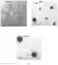 Fig. 04 - Pharmaceutical preparation with curcuminoids nanoparticles and a method for producing the same