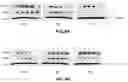 Fig. 13 - COMPOSITION FOR PREVENTING OR TREATING ATOPIC DERMATITIS COMPRISING SKIN-PENETRATING NUCLEIC ACID  COMPLEX AS EFFECTIVE COMPONENT