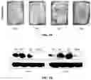 Fig. 14 - COMPOSITION FOR PREVENTING OR TREATING ATOPIC DERMATITIS COMPRISING SKIN-PENETRATING NUCLEIC ACID  COMPLEX AS EFFECTIVE COMPONENT